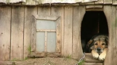 Viața câinelui: este posibil să plantați câinele pe lanț